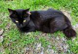 Luxurious black Bobtail, older kitten