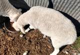 Passover Ramb Lambs for sale