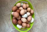 Farm Fresh Chicken/ Duck Eggs