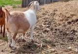 Bred nanny goat