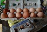 Country Eggs for sale