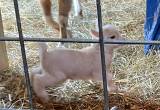 Bottle baby doeling Nigerian Dwarf goat
