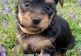 CKC Yorkshire Terrier Puppies