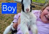 Baby BOY Goat
