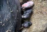 potbelly pigs