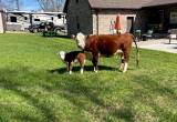Mini Hereford and bull calf