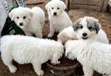 Great Pyrenees puppies!