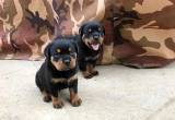 Good Rottweiler puppies available