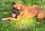 Rehome Male Boxer