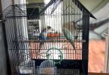 2 Parakeets w/ NEW Cage