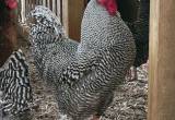 bardrock rooster