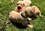 Yellow lab puppies