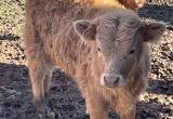 mini scotty bull calf