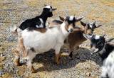 Nigerian Dwarf Buckling Goats Blue Eyes