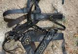 spotted leather draft harness