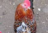 Mille Fleur d' uccle eggs for hatching