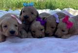 Goldendoodle Puppies!