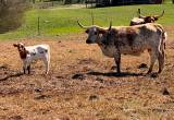longhorn cow/ calf pair