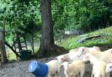 4 Sheep For Sale