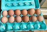 Hatching eggs from pastured chickens