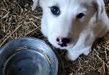 3 month old great pyrenees puppy