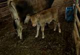 Jersey Milk Cow/ Calves