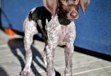 Rehoming 6month old GSP