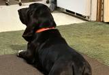 Basset hound UP for stud