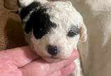 Male Toy Poodle Puppies