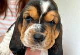 Ckc Registered Basset Hound Puppy