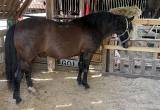 17 year old registered paso fino