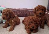 Red Toy Poodles