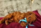 Adorable Toy Poodle Puppy