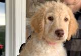 12 week old male Goldendoodle puppies