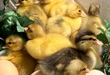 Call Duck Babies Newest Hatch
🐥🐣🐥🐣