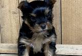 Male Yorkshire Terrier