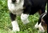 Beagle Puppies AKC