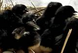 Australorp Baby Chicks