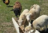 dorper hair sheep for sale