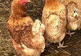 farm fresh laying hens