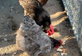 fertile Orpington chicken eggs