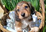 Miniature long haired Dachshund puppy
