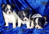 AKC Papillon puppies and litters 2024