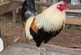 Gamefowl Rooster