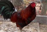 Gamefowl Rooster