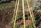 garden & craft bamboo stakes
