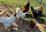 Free White Silkie Roosters
