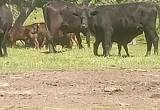 Black Angus cross cattle for sale