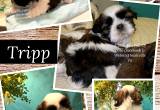 The Most Beautiful Shih Tzu Puppies !
