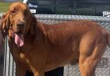 AKC bloodhound stud